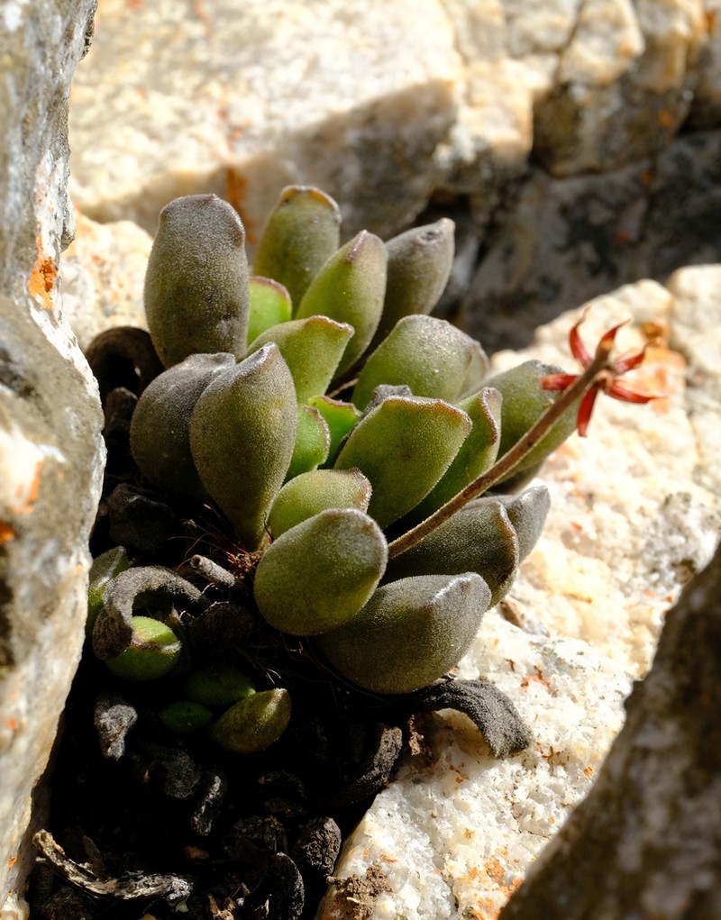 Adromischus cooperi photo 7