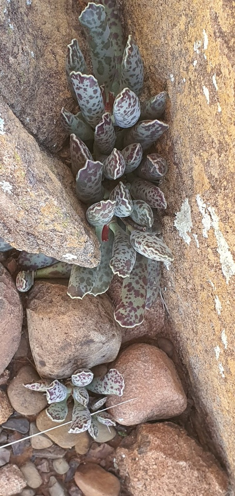 Adromischus cooperi photo 8