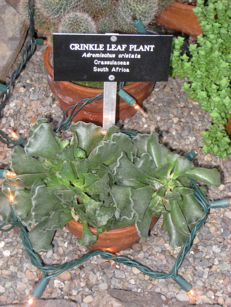 Adromischus cristatus