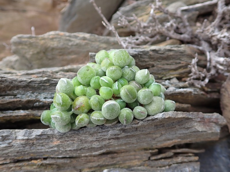 Adromischus cristatus photo 2
