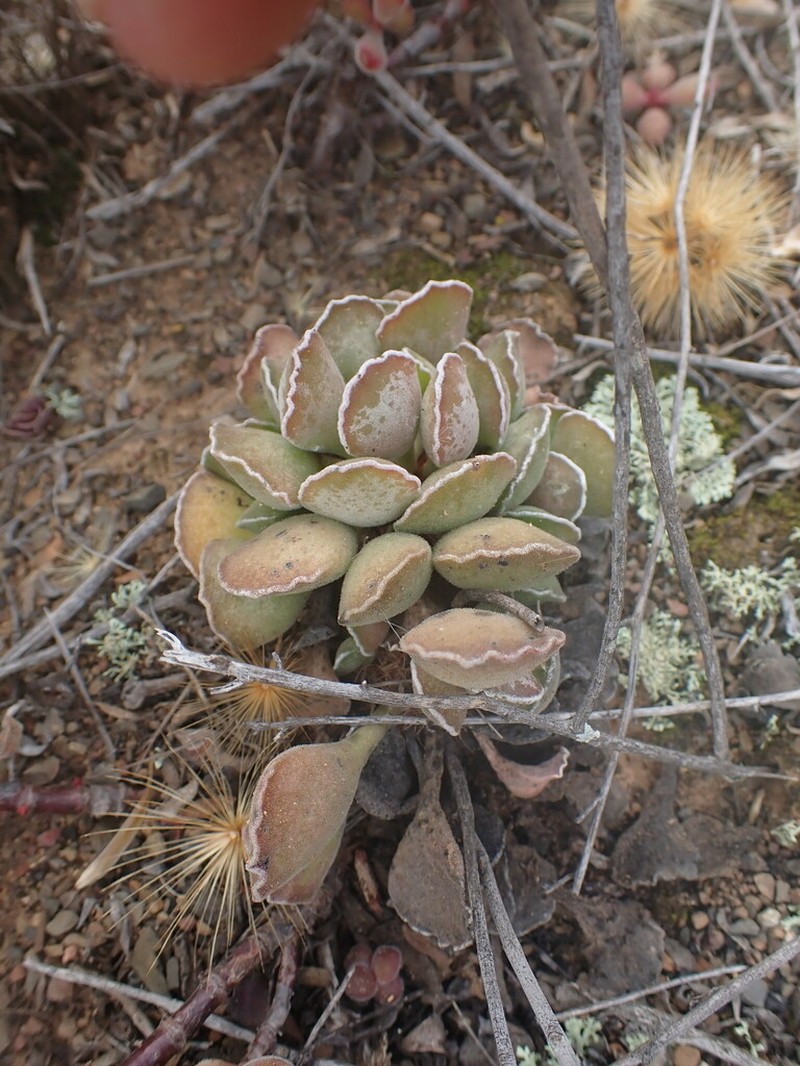 Adromischus cristatus photo 3