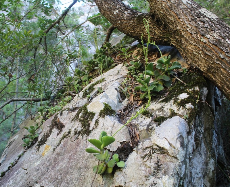 Adromischus cristatus photo 4