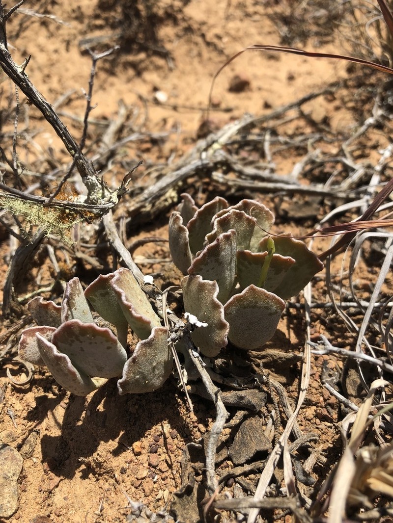 Adromischus cristatus photo 5