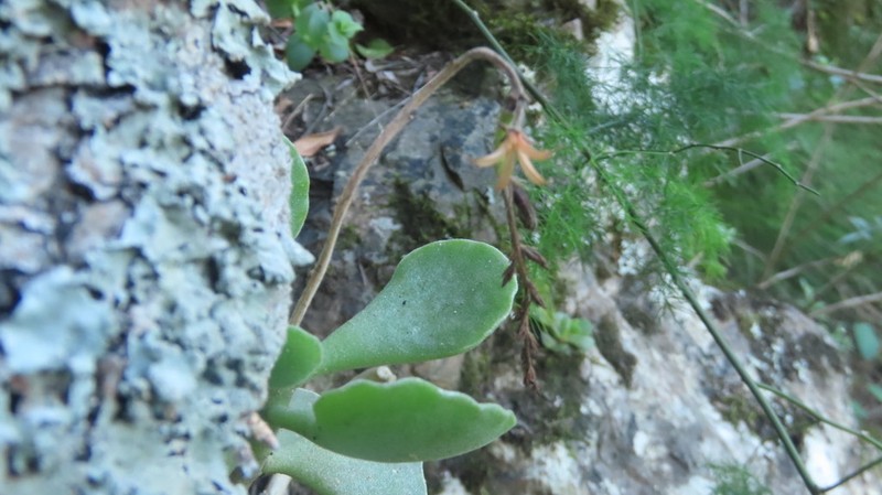 Adromischus cristatus photo 6