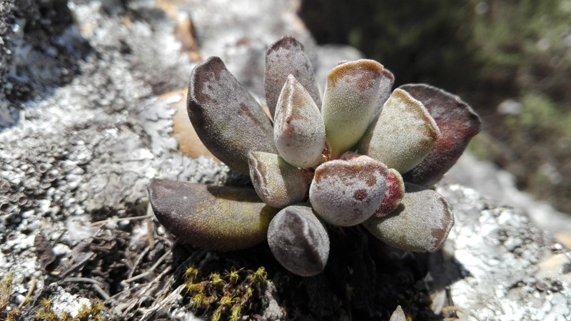 Adromischus cristatus photo 7