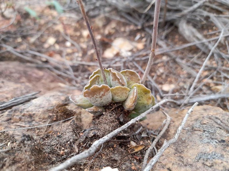 Adromischus cristatus photo 8