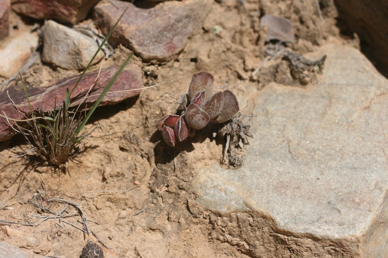 Adromischus cristatus var. cristatus photo 2
