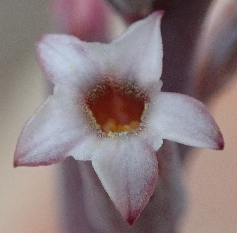 Adromischus cristatus var. cristatus photo 3