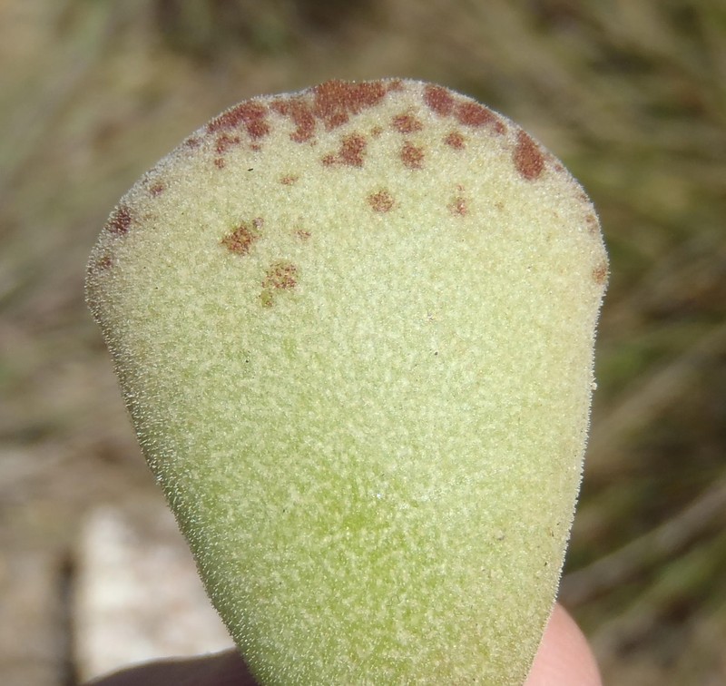 Adromischus cristatus var. cristatus photo 4
