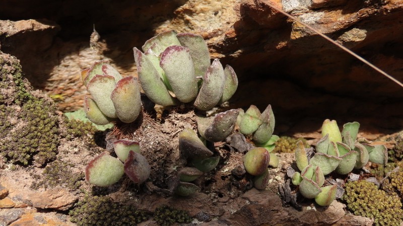 Adromischus cristatus var. cristatus