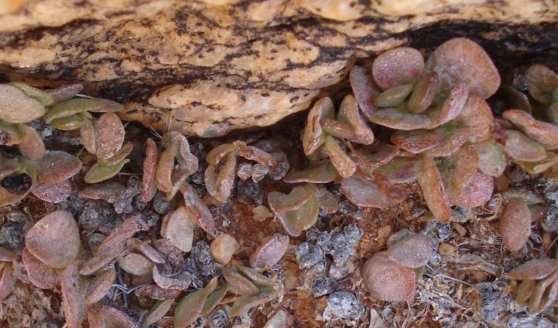Adromischus diabolicus