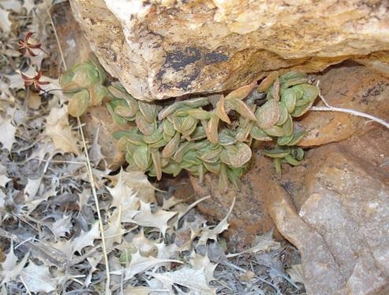 Adromischus diabolicus photo 2