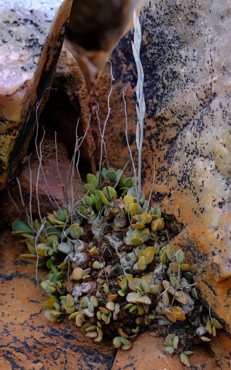 Adromischus diabolicus photo 3