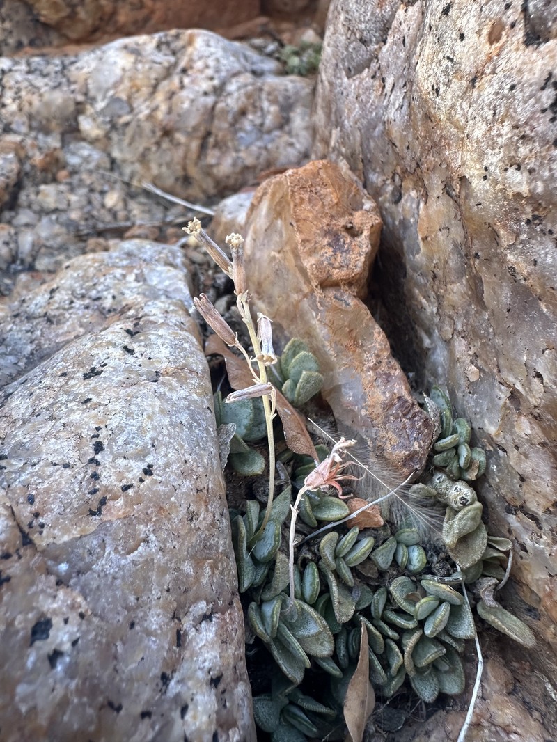 Adromischus diabolicus photo 5