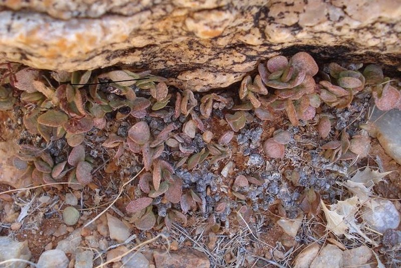 Adromischus diabolicus photo 7