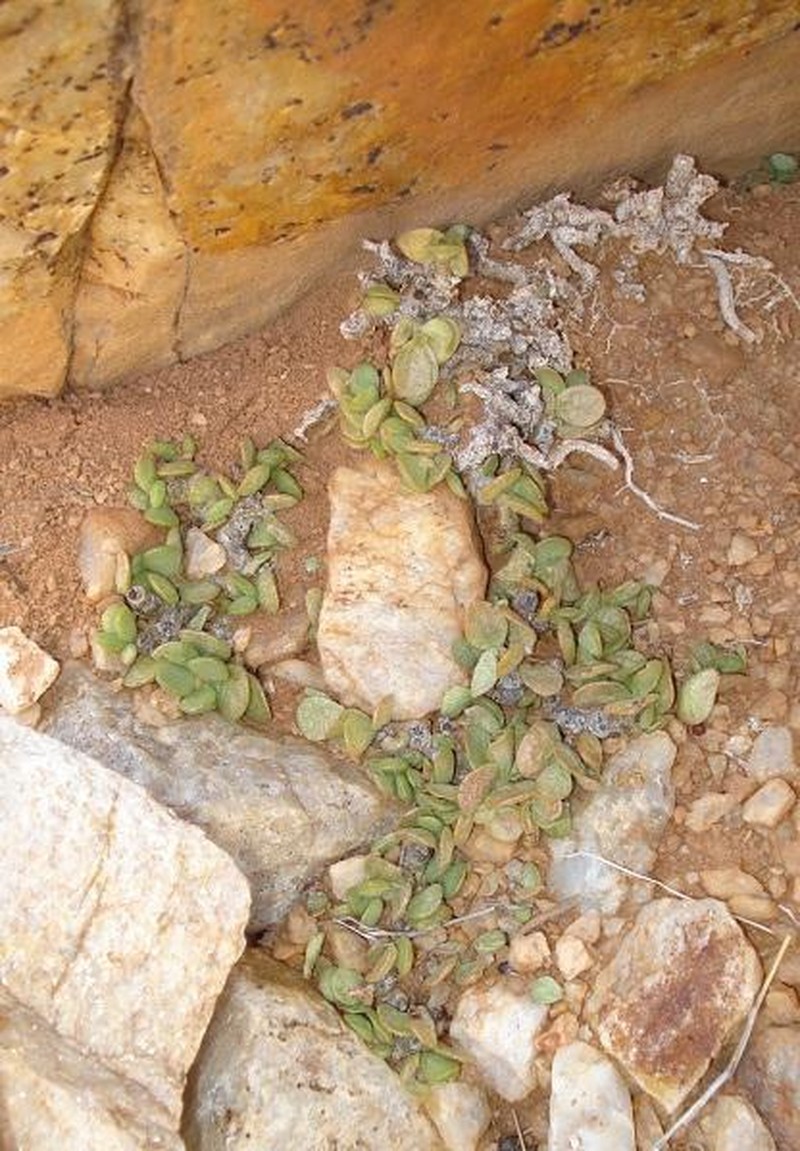 Adromischus diabolicus photo 8