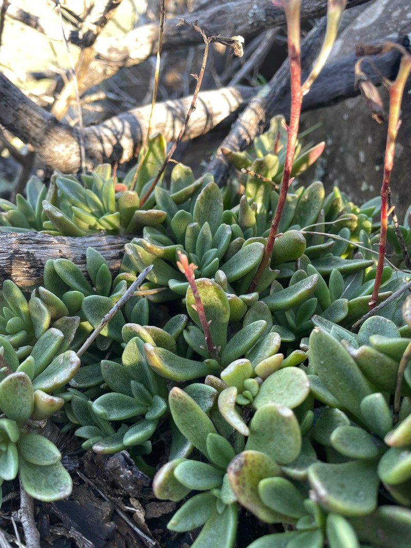 Adromischus fallax