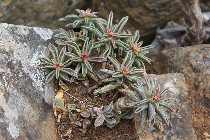Adromischus fallax photo 2