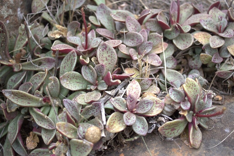 Adromischus fallax photo 3