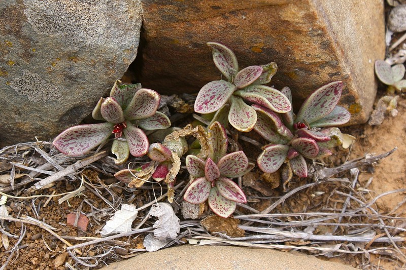 Adromischus fallax photo 5