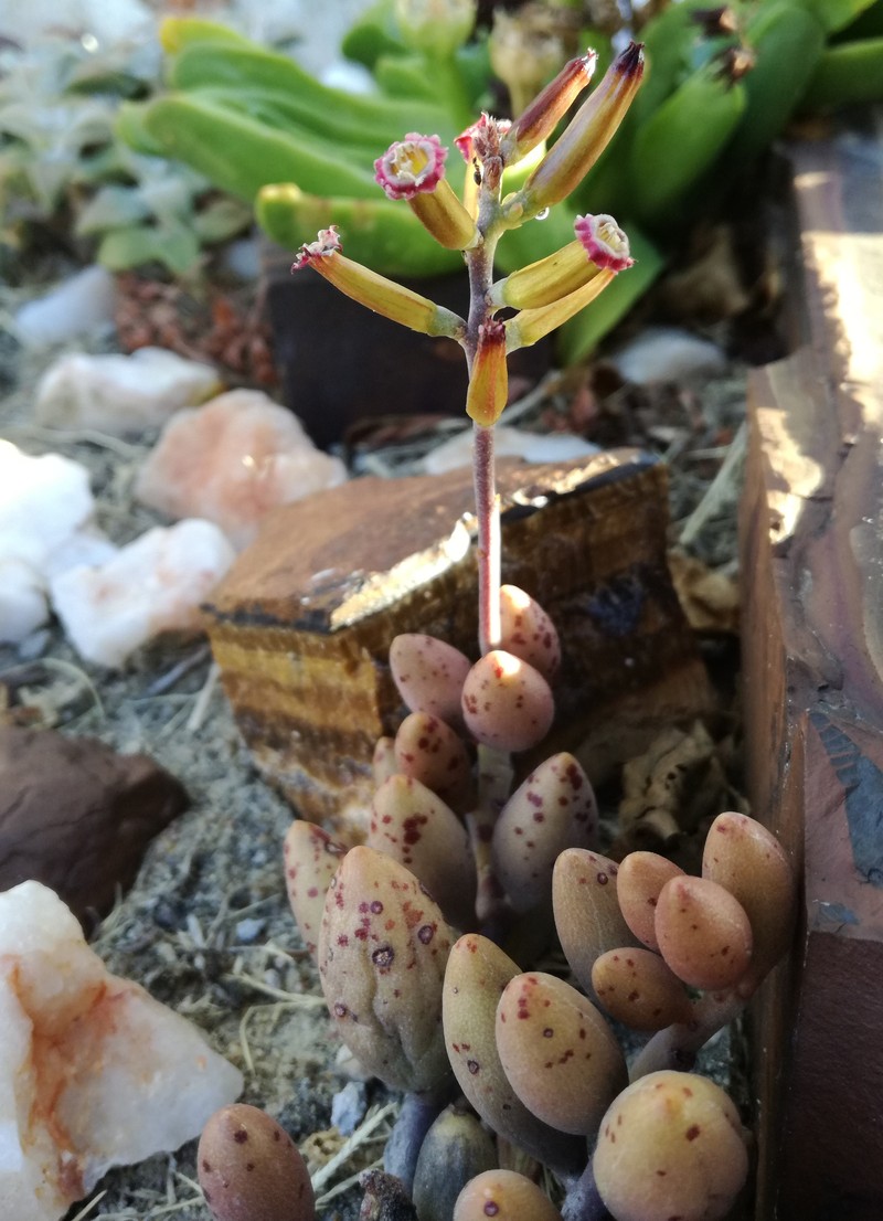 Adromischus filicaulis