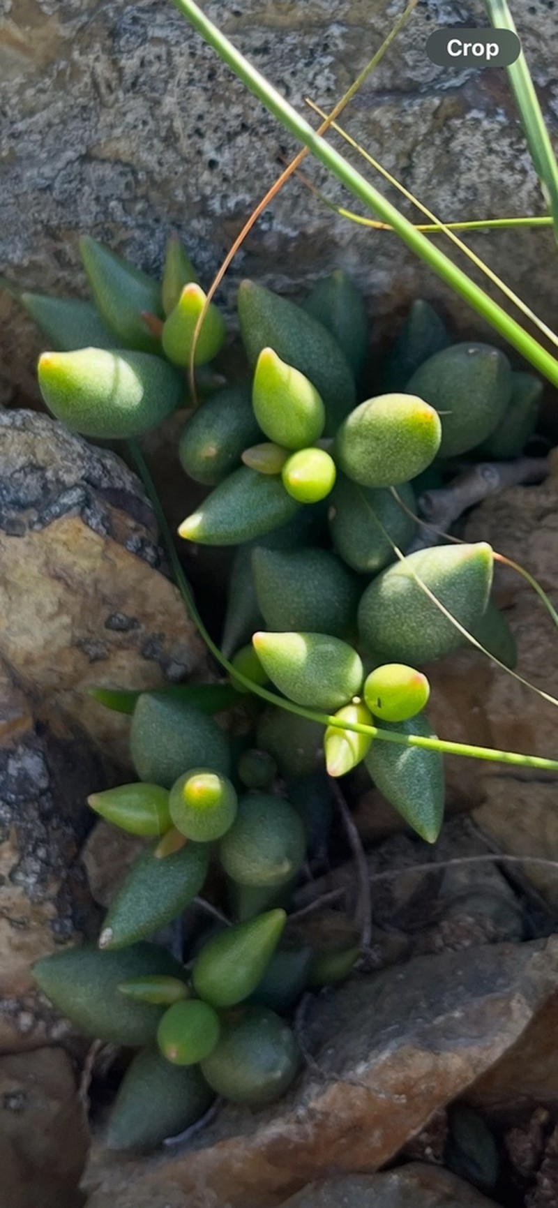 Adromischus filicaulis photo 2
