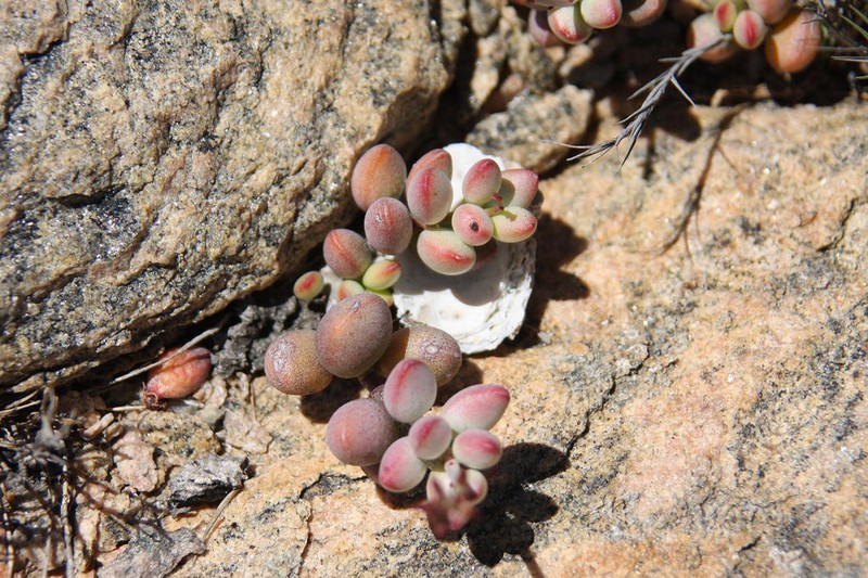Adromischus filicaulis photo 3