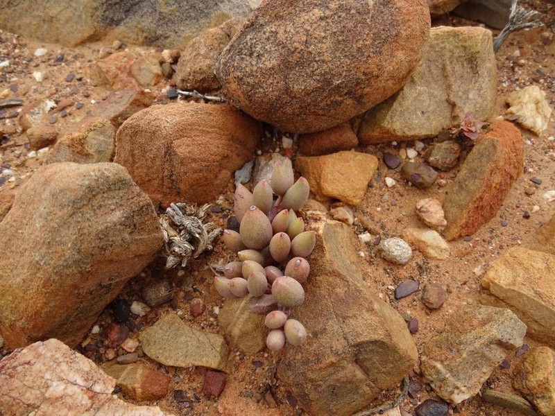 Adromischus filicaulis photo 5