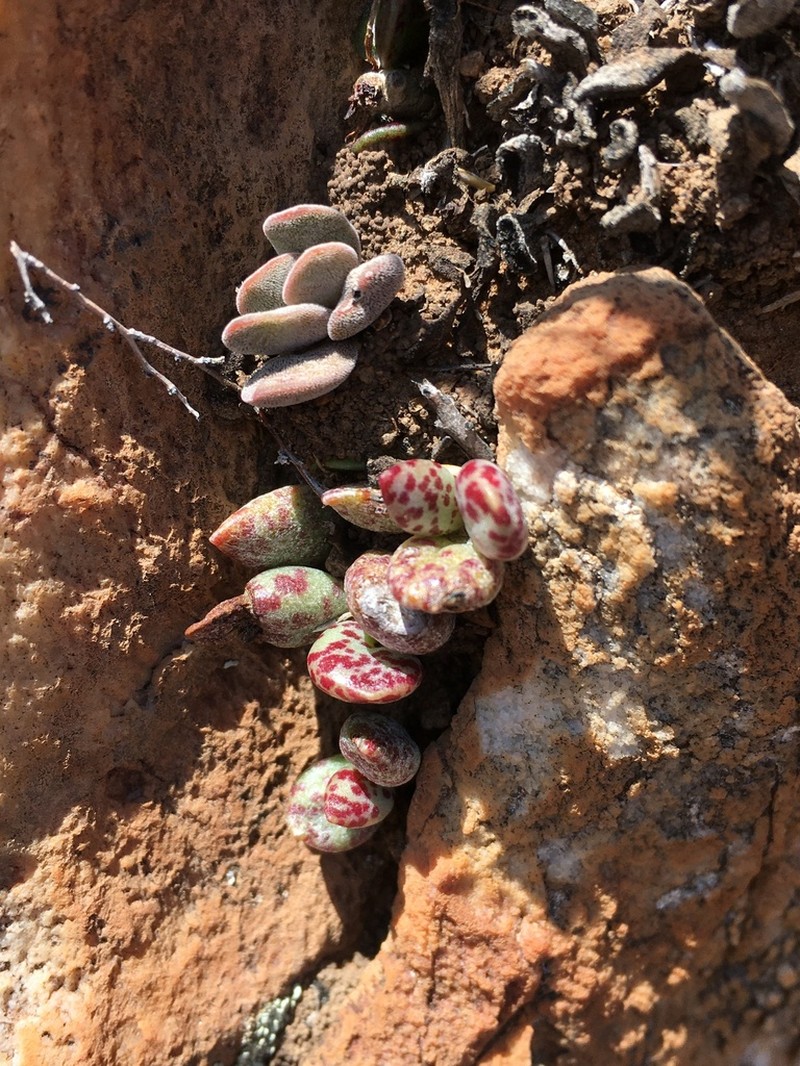 Adromischus filicaulis photo 6