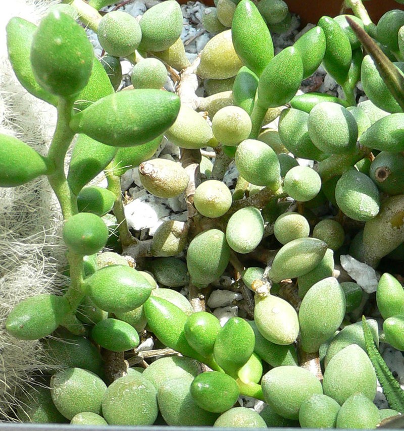 Adromischus filicaulis photo 7