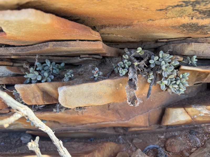 Adromischus filicaulis subsp. filicaulis