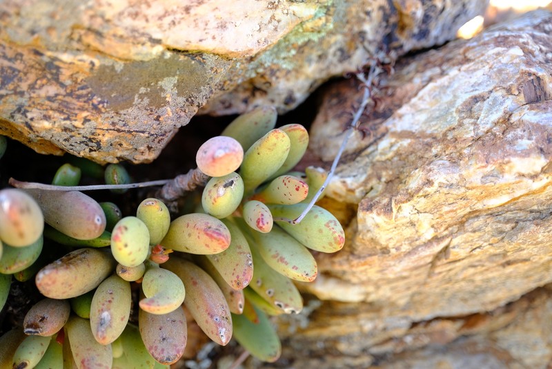 Adromischus filicaulis subsp. filicaulis photo 2