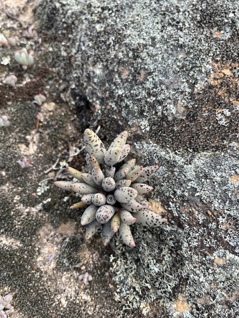 Adromischus filicaulis subsp. filicaulis photo 3