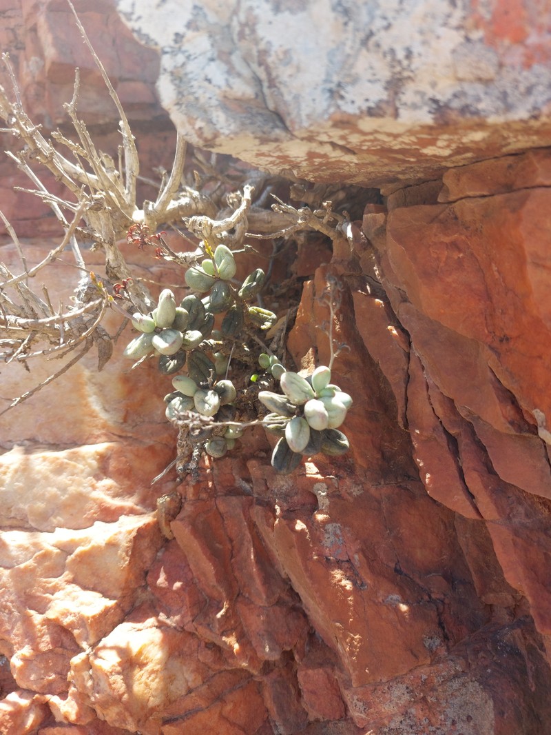 Adromischus filicaulis subsp. filicaulis photo 4