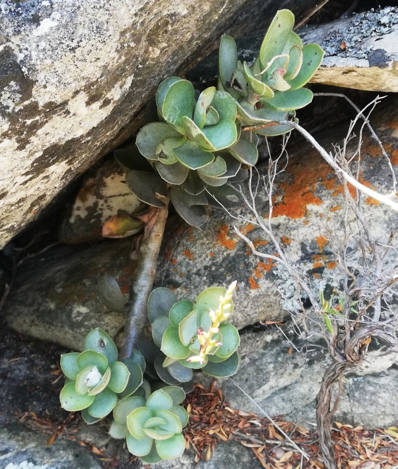 Adromischus hemisphaericus