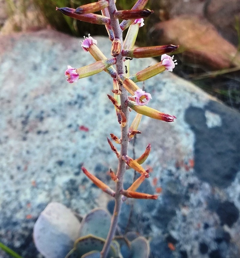 Adromischus hemisphaericus photo 2
