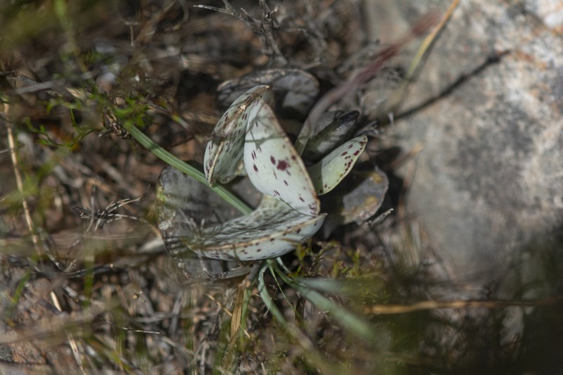 Adromischus hemisphaericus photo 3