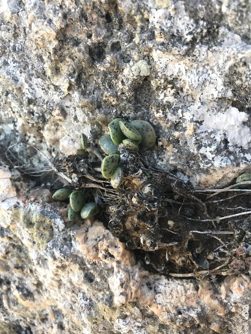 Adromischus hemisphaericus photo 4