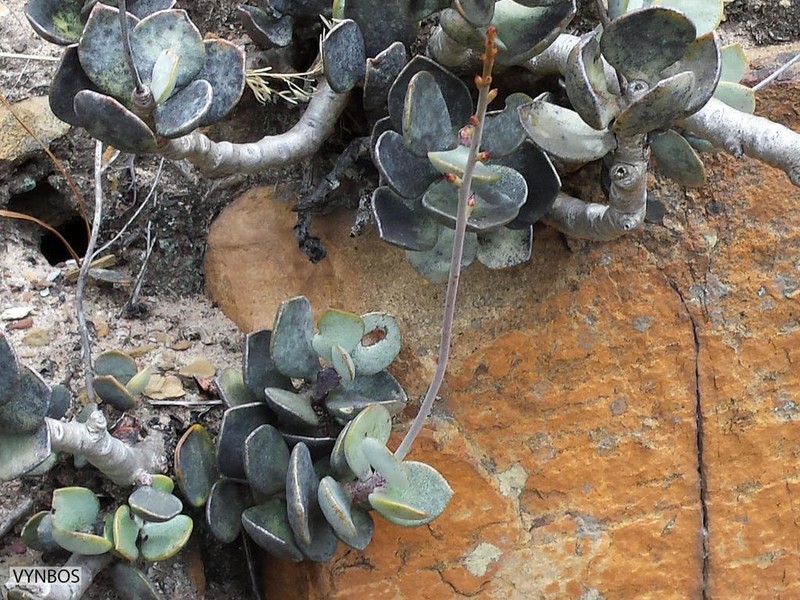 Adromischus hemisphaericus photo 5