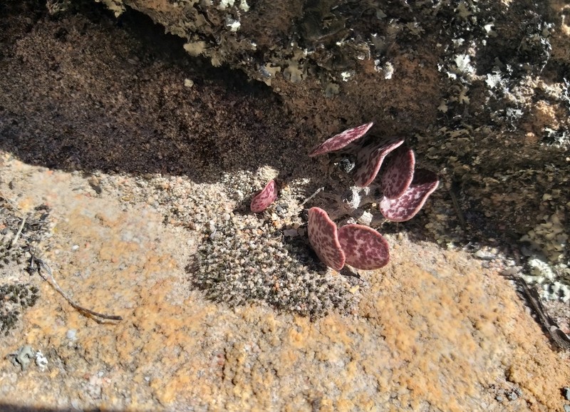 Adromischus hemisphaericus photo 6