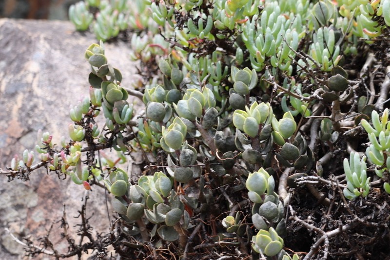 Adromischus hemisphaericus photo 7