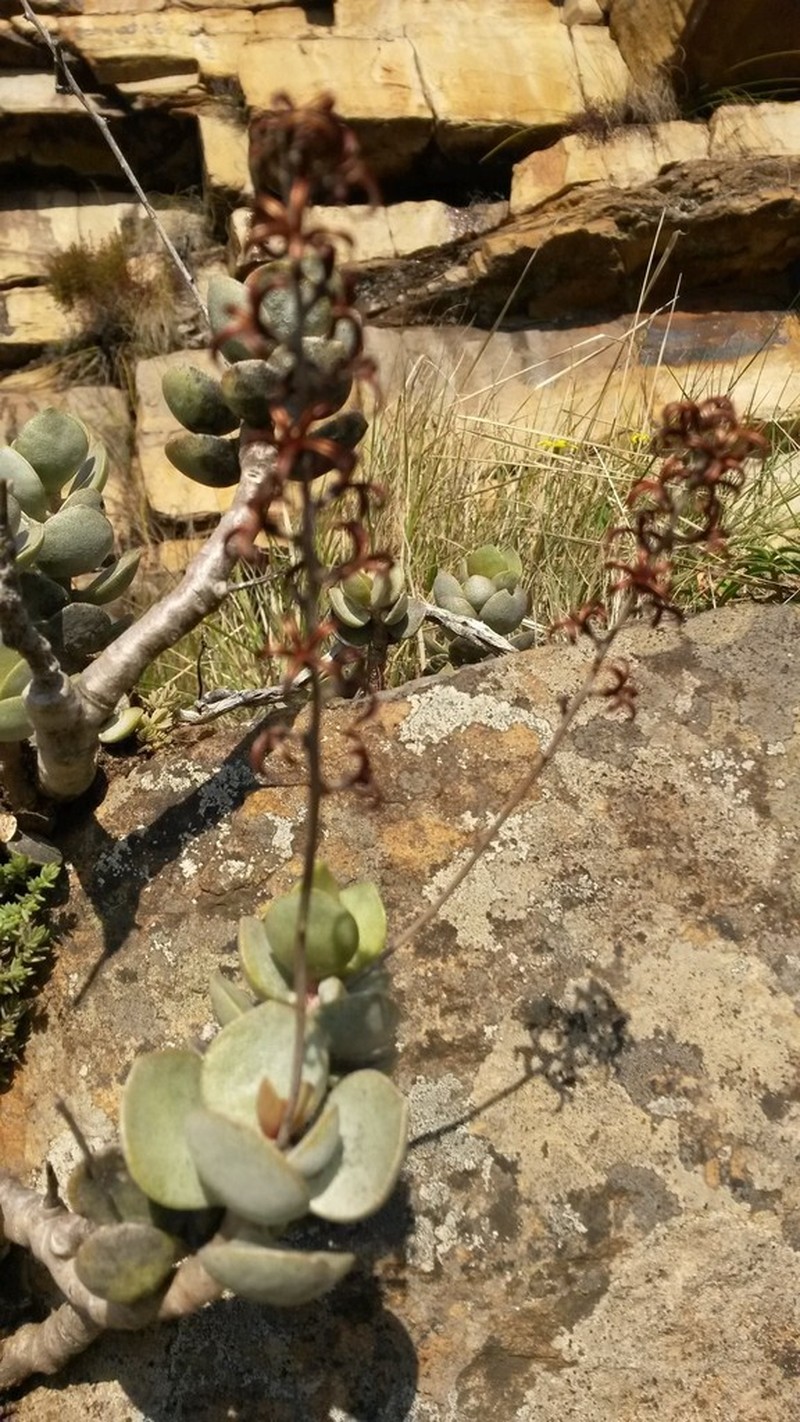 Adromischus hemisphaericus photo 8