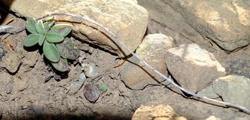 Adromischus humilis photo 2
