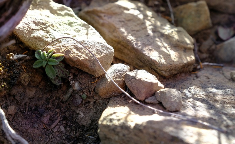 Adromischus humilis photo 3