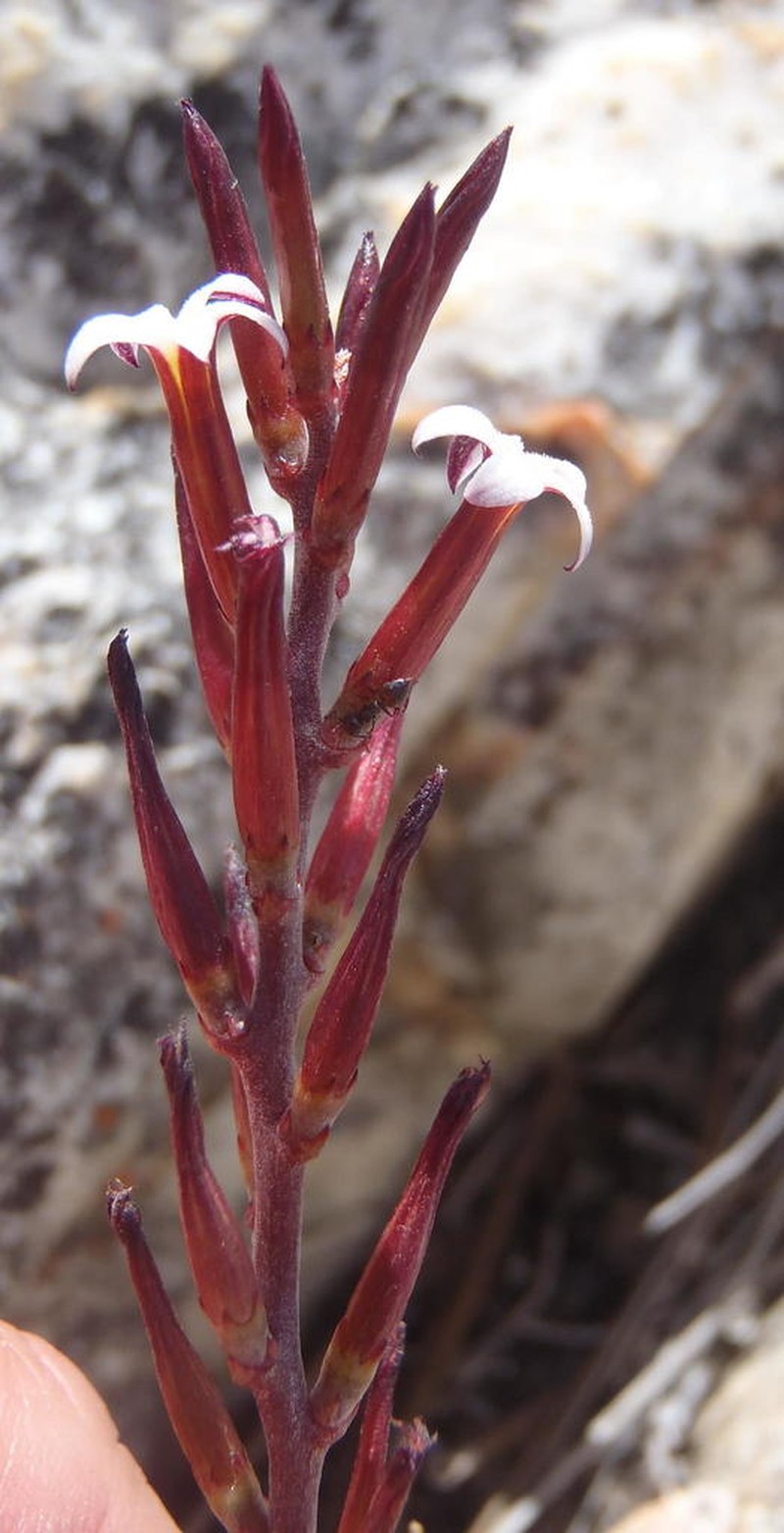 Adromischus inamoenus photo 2