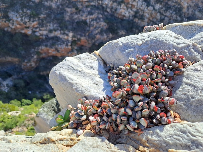 Adromischus inamoenus photo 3