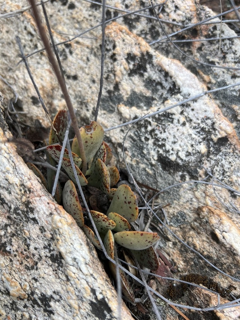Adromischus inamoenus photo 4
