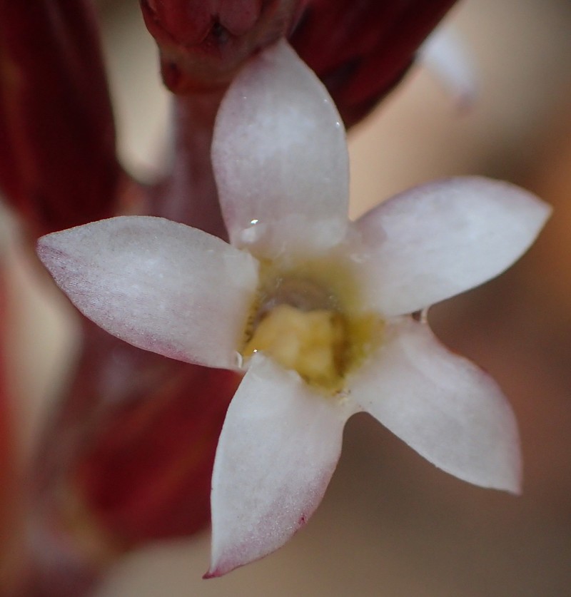 Adromischus inamoenus photo 5
