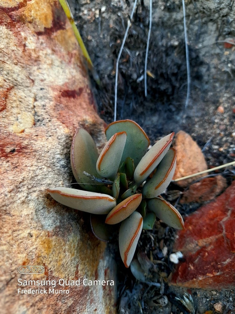 Adromischus inamoenus photo 6