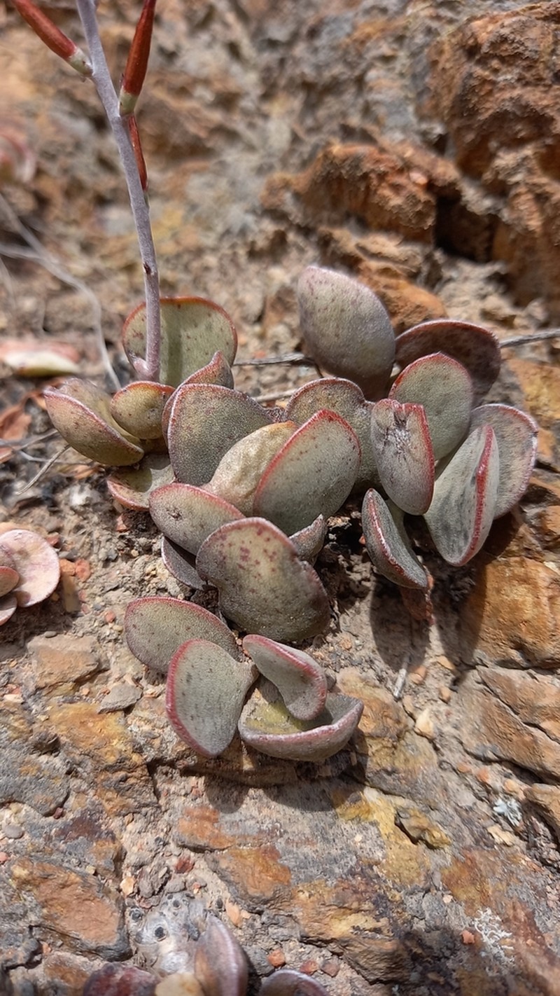 Adromischus inamoenus photo 7